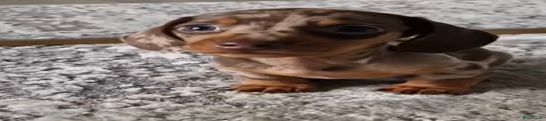 Miniature Dachshund Puppy 2