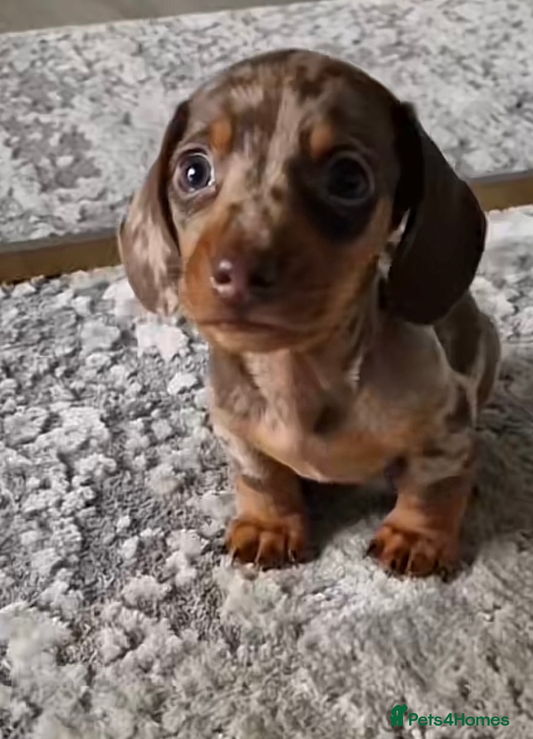 Miniature Dachshund dogs for sale: Chocolate dapples Miniature Dachshund pups. - Image 2