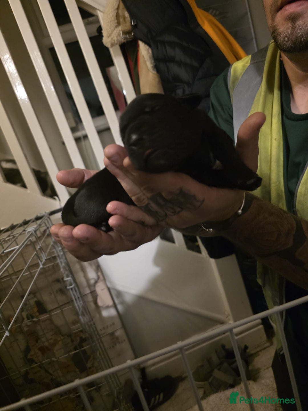 Cane Corso dogs for sale: Cane corso pups - Image 19