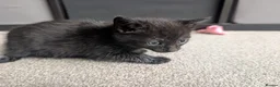 Mixed Breed cats for sale: Scottish straight, turquoise shell adorable 🥰  - Advert 23