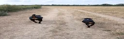 Rottweiler dogs for sale: Male Rottweiler READY TO GO  - Advert 11