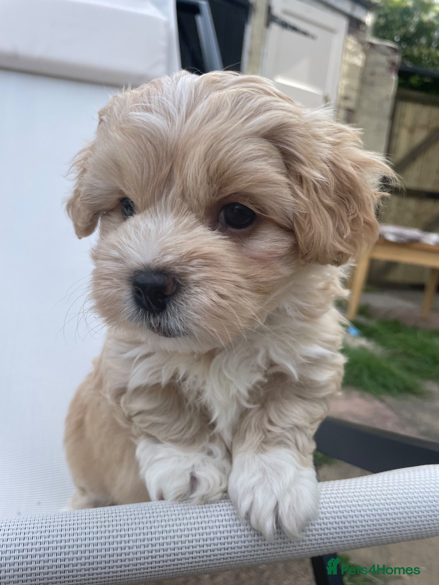 Mixed Breed dogs Maltipoo luxury pups - Advert 2