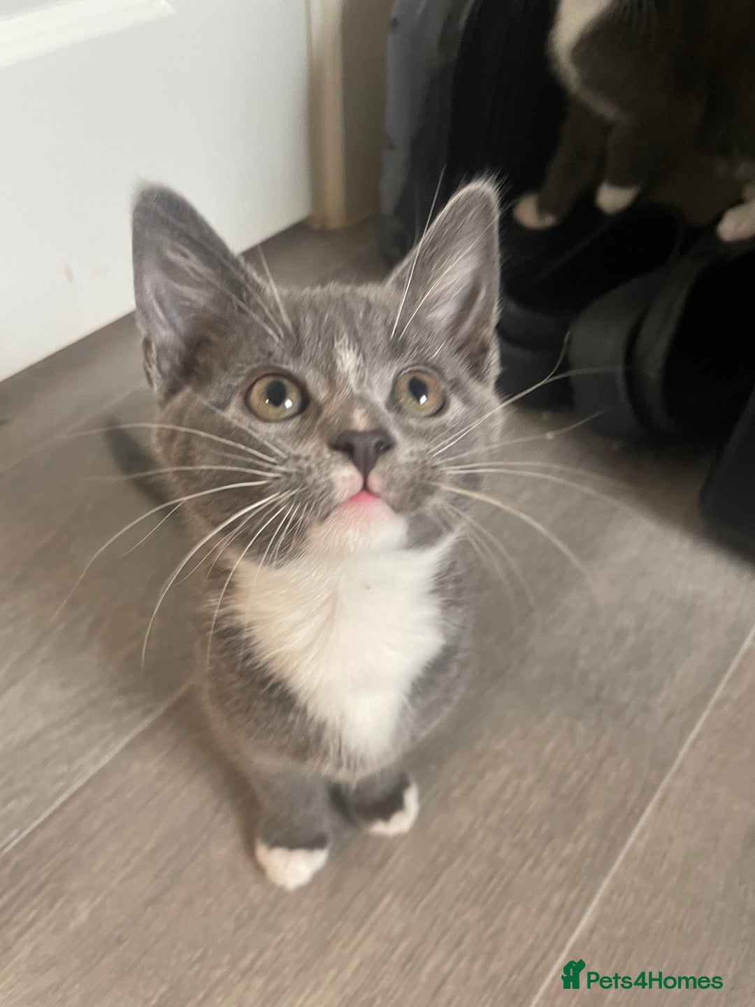 Domestic Shorthair cats for sale: 2 adorable girl kittens for sale  - Advert 5