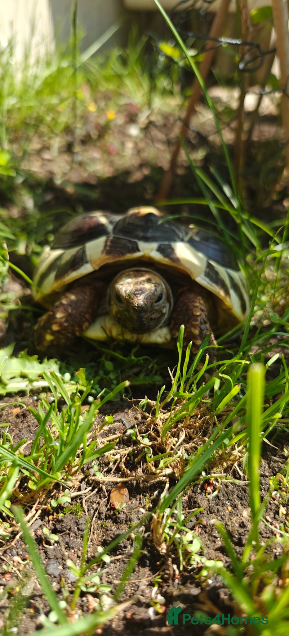 Hermann Tortoise reptiles Hermanns Tortoise - Leonardo - Advert 3