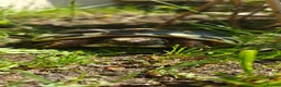 Hermann Tortoise reptiles for sale: Hermanns Tortoise - Leonardo in London - Advert 1