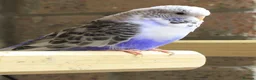 Budgerigars birds for sale: Budgies  in Sleaford - Advert 2
