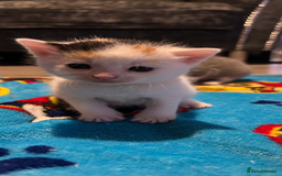 Mixed Breed cats for sale: 11 beautiful kittens  - Image 12