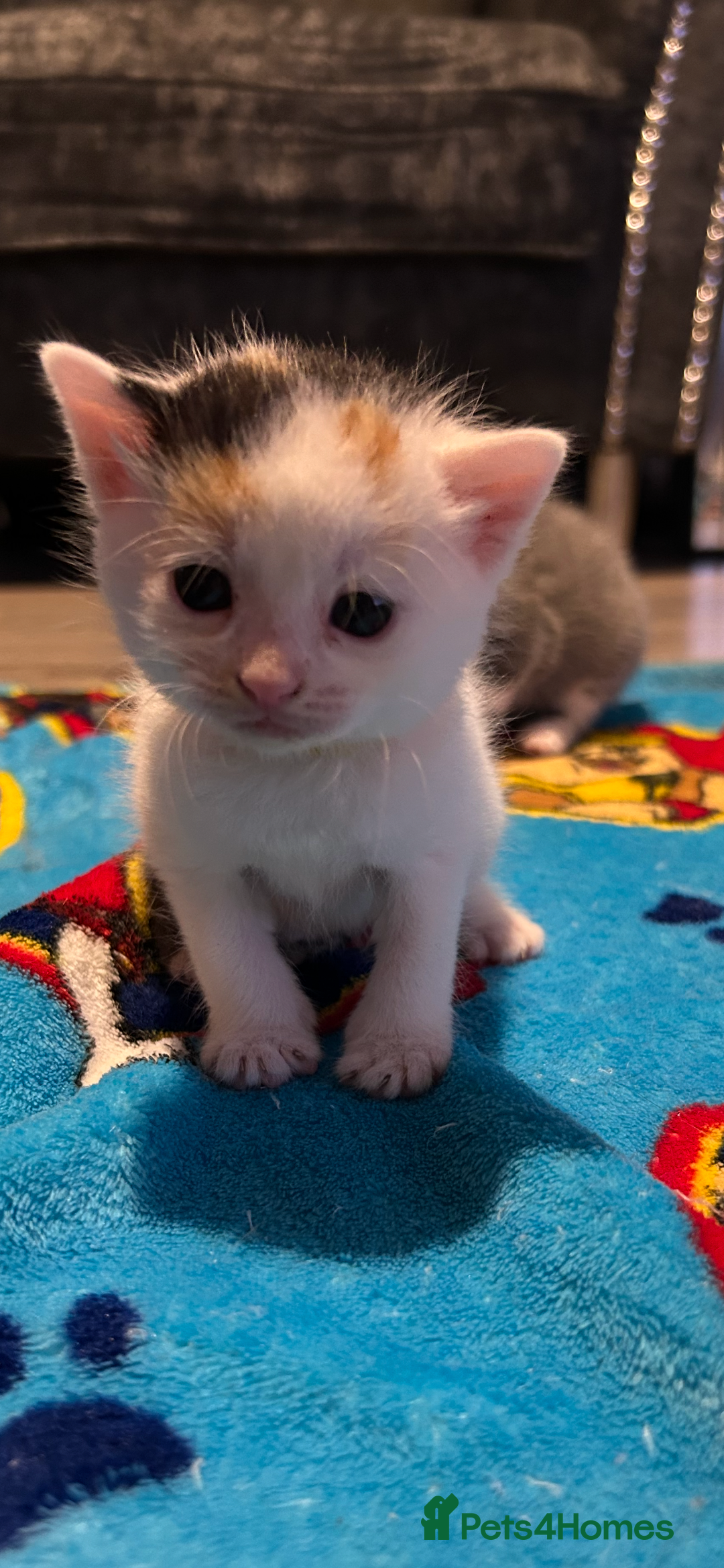 Mixed Breed cats for sale: 11 beautiful kittens  - Image 12
