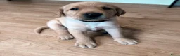 Labrador Retriever dogs for sale: Therapy Dog Mum Bella and Fosterwold Working Sire in Hebden Bridge - Advert 11