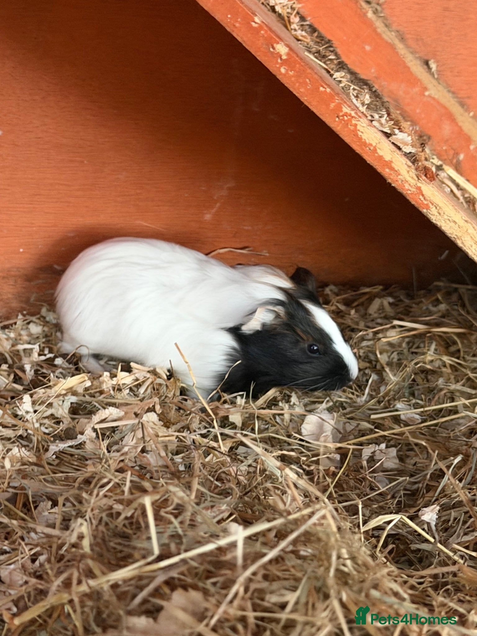Guinea Pig rodents Two guinea pigs - Advert 1