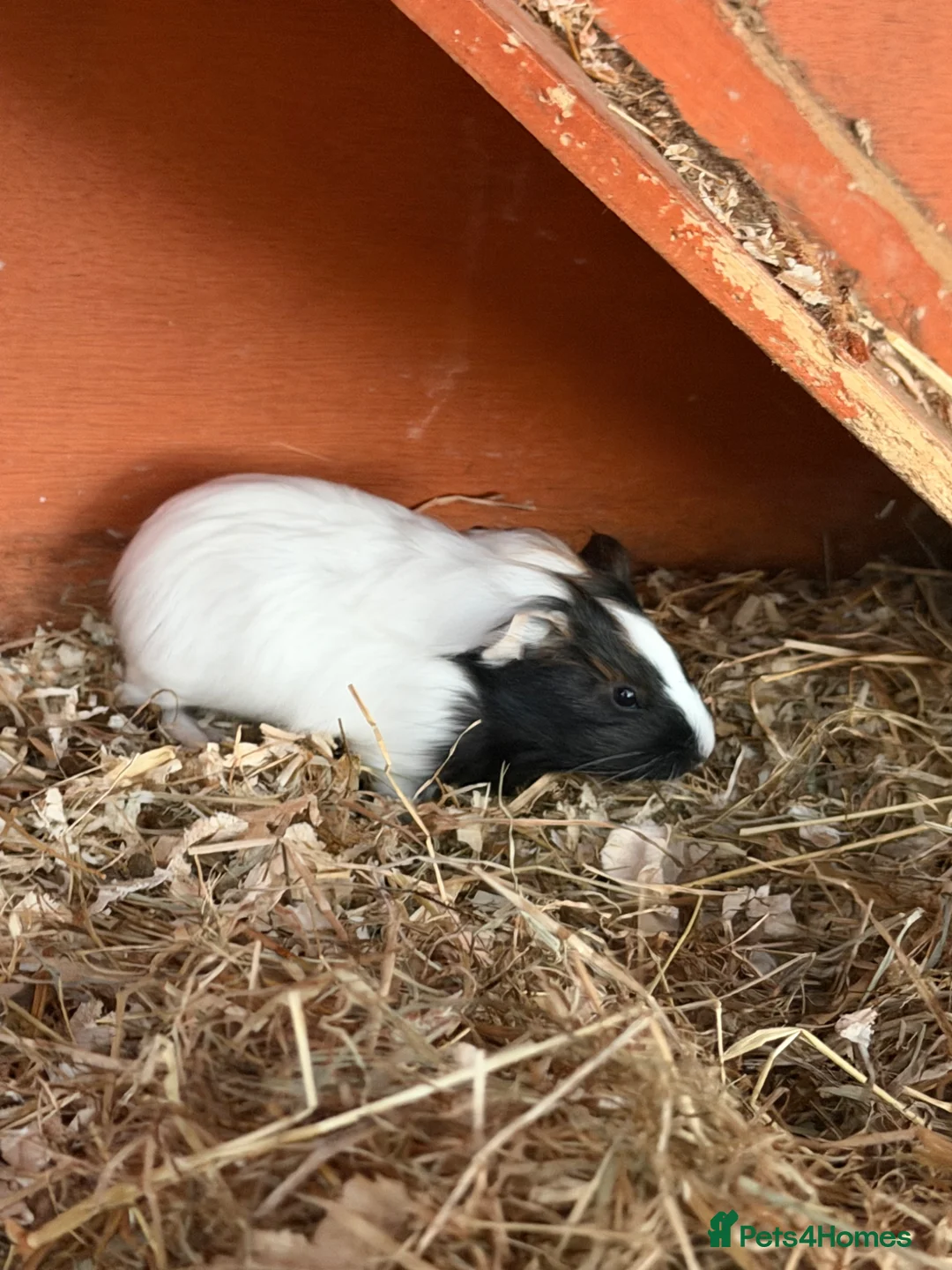 Guinea Pig rodents for sale: Two guinea pigs in Nantwich - Advert 1