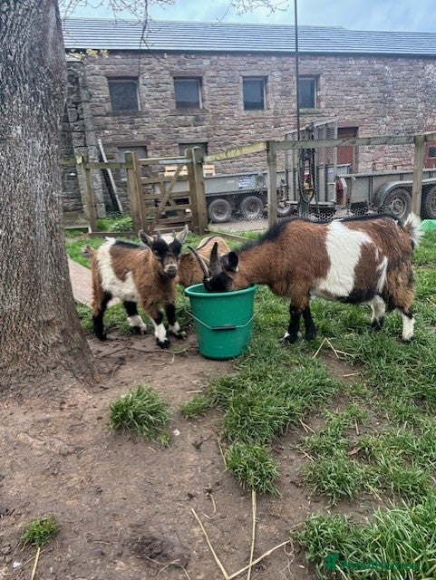 Goats livestock 1 Male Pygmy Goat - Advert 2