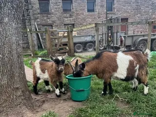 Goats livestock 1 Male Pygmy Goat - Advert 17