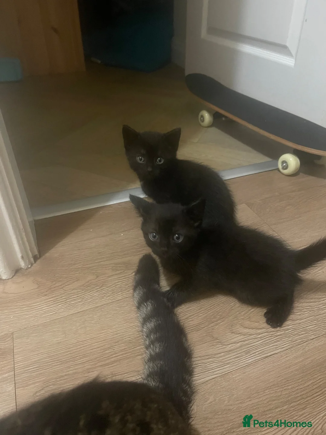 Mixed Breed cats for sale: X2 Black kittens ready to leave  in Mablethorpe - Advert 8