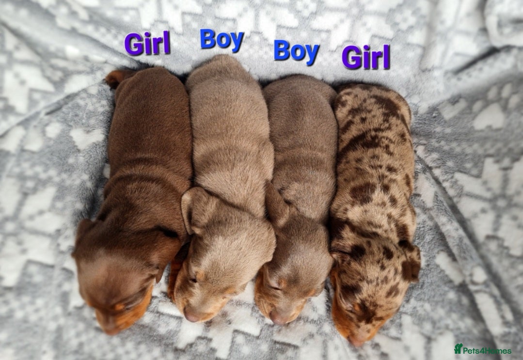 Miniature Dachshund dogs ♡Beautiful daschunds babys looking for a new homes - Advert 9