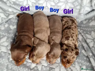 Miniature Dachshund dogs ♡Beautiful daschunds babys looking for a new homes - Advert 9