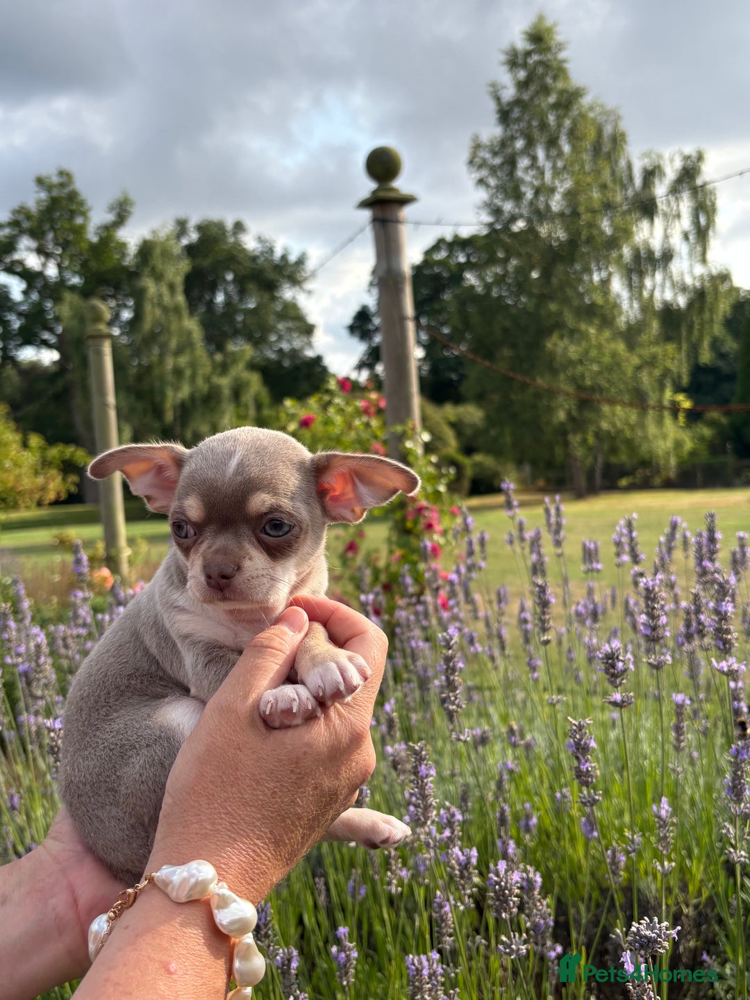 Chihuahua dogs for sale: 5⭐️licensed breeder! Gorgeous Girl ready 28/8❤️ - Image 6