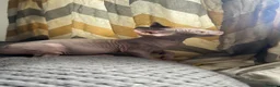 Sphynx cats for sale: Last 2 girls reduced  - Advert 4