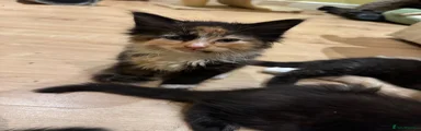 Domestic Shorthair 1