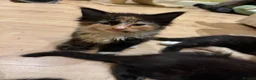 Domestic Shorthair cats for sale: Beautiful kittens ready to go friday 4th sept - Advert 3