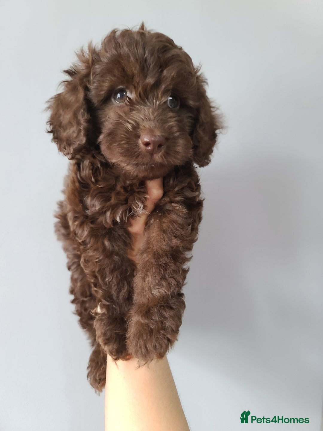 Cavapoo dogs for sale: Chocolate F1B Cavapoos. Health Tested.  - Image 21