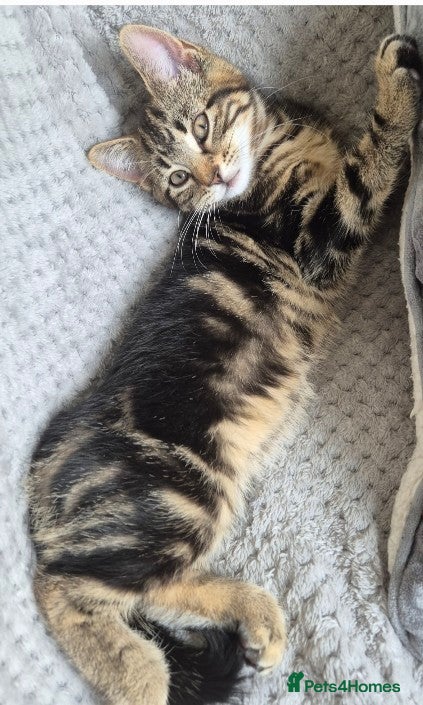 British Longhair cats 3 beautiful kittens - Advert 3