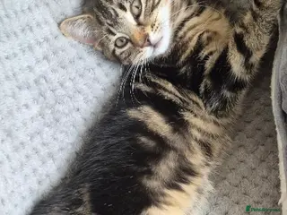 British Longhair cats 3 beautiful kittens - Advert 2