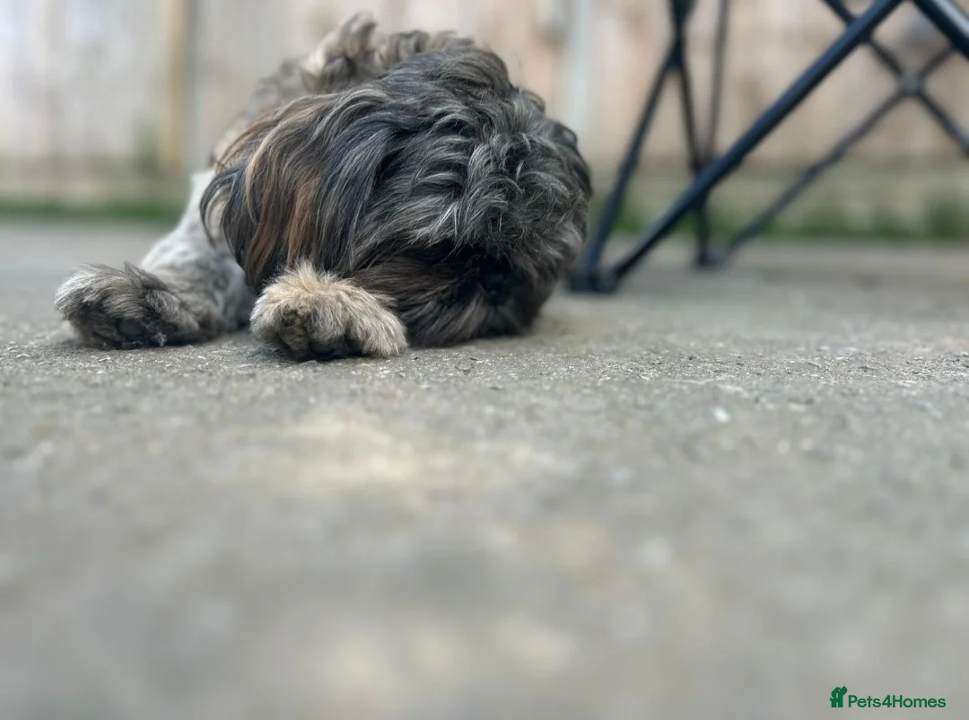 Shih Tzu dogs for stud: Shih Tzu For Stud - Advert 5