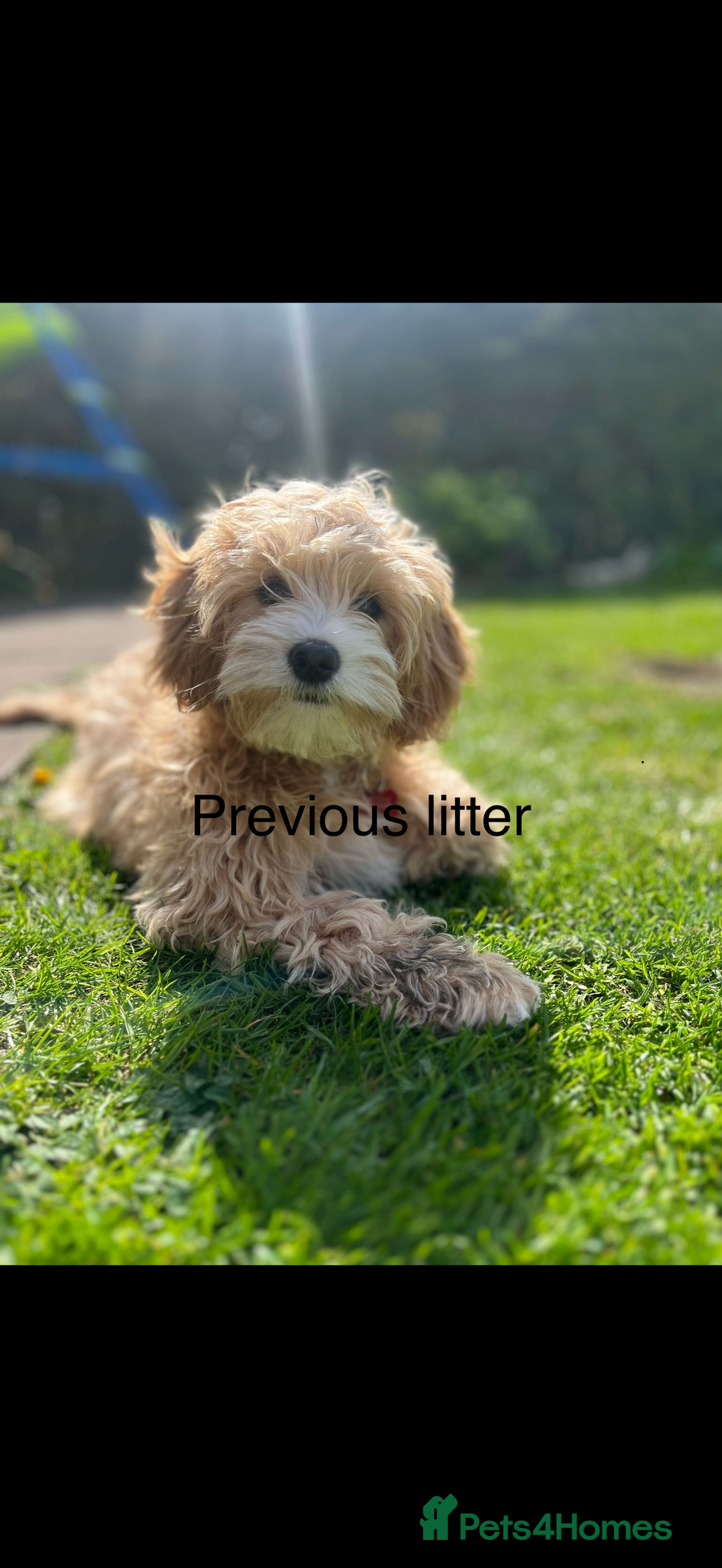 Mixed Breed dogs for sale: Stunning Cavapoochon Puppies - Advert 3