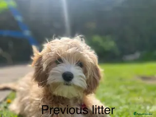 Mixed Breed dogs Stunning Cavapoochon Puppies - Advert 4