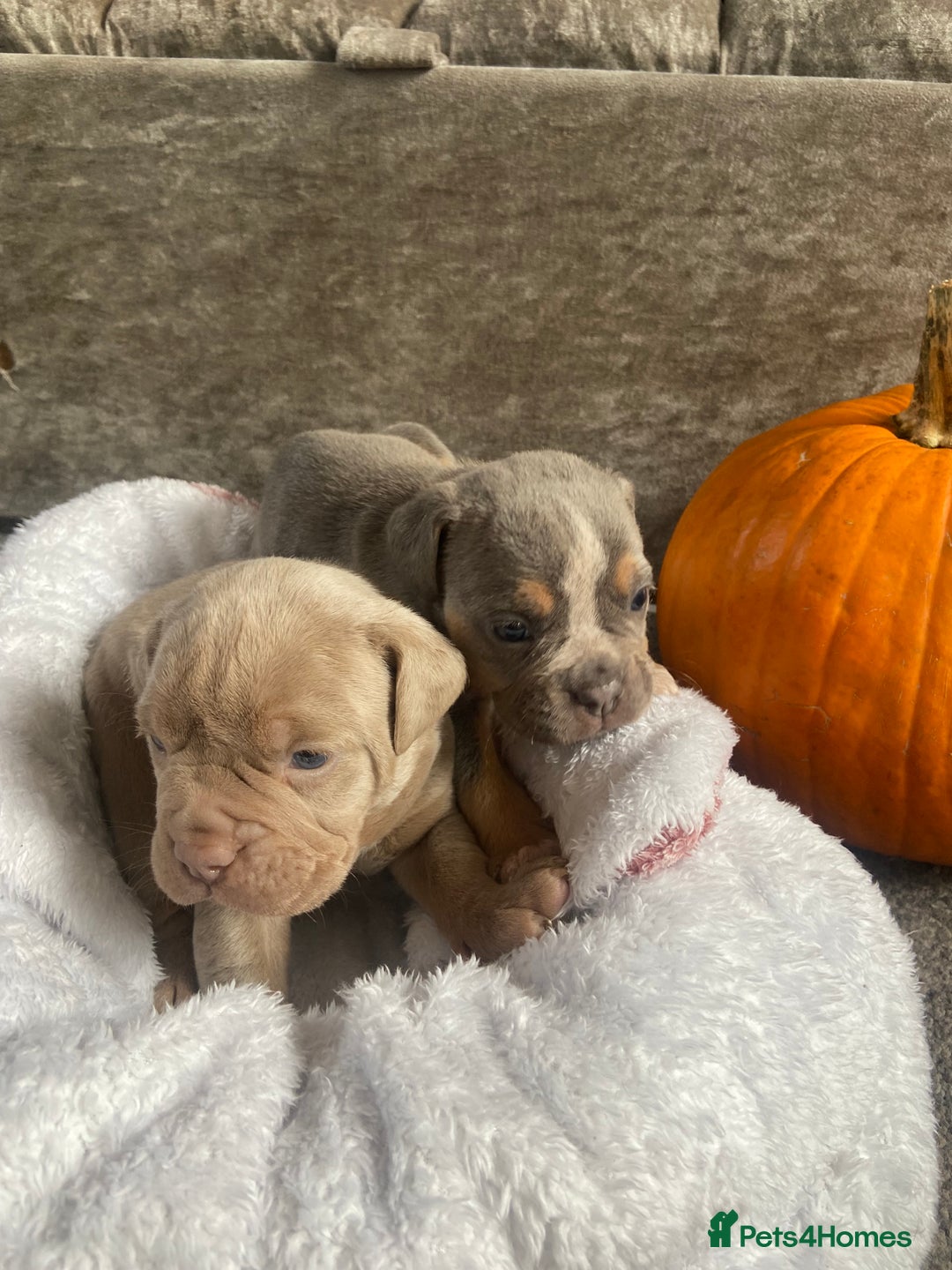 Dorset Olde Tyme Bulldogge dogs for sale: N.E.B.B.R fluffy carriers olde tyme bulldogs - Image 11