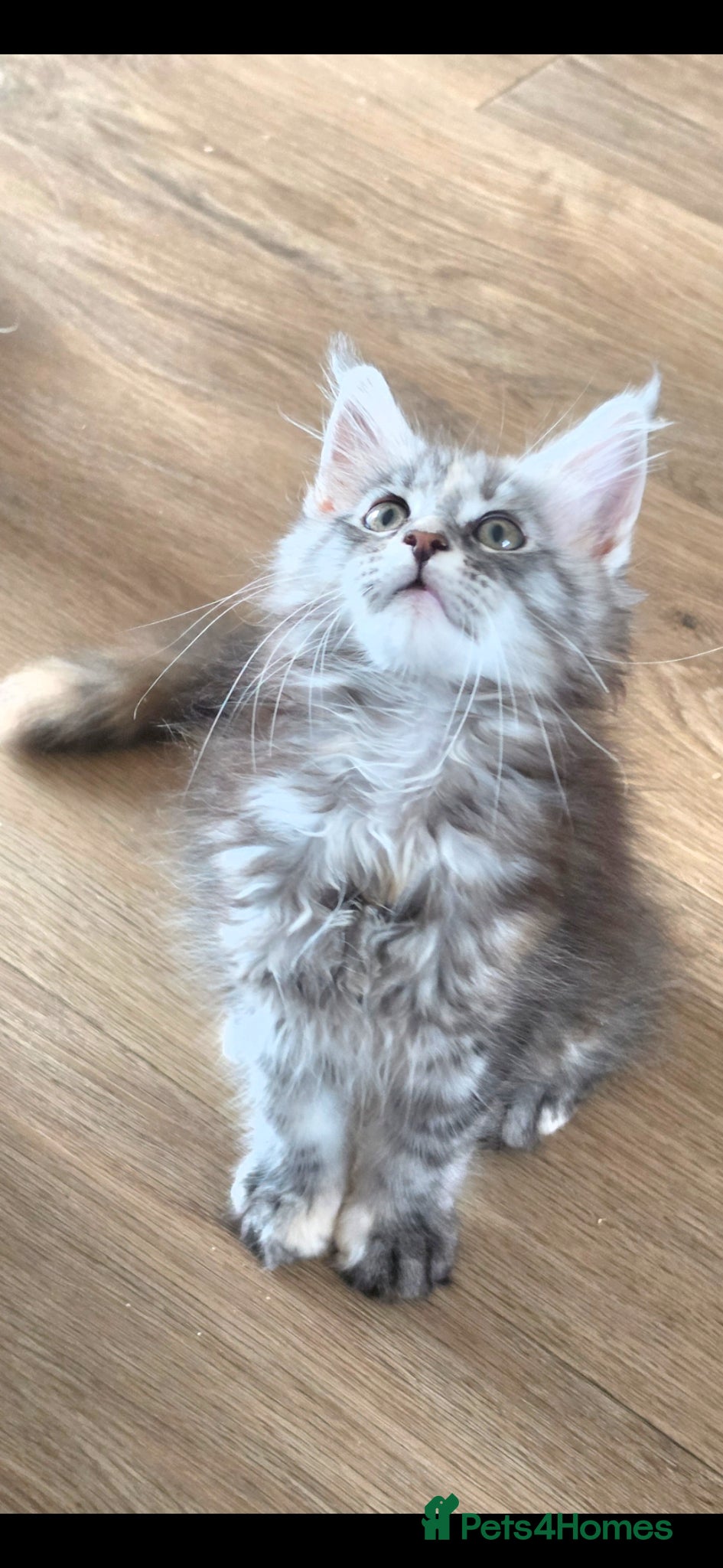 Maine Coon cats Maine coon kittens Ready Now - Advert 7