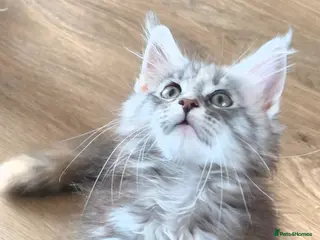 Maine Coon cats Maine coon kittens Ready Now - Advert 7