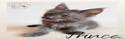 Maine Coon cats for sale: High Smoke, Smoke and Solid Pedigree Maine Coon’s - Advert 36