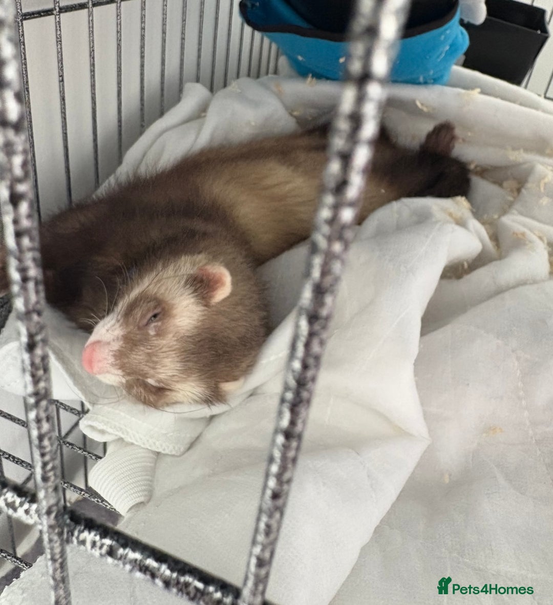 Ferret rodents for sale: Wonderful Ferret - Advert 1