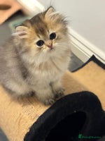 Scottish Fold cats Lovely Scottish Straight Kittens Ready fo Families - Advert 2