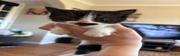 British Shorthair cats for sale: B shorthair kittens  in Beccles - Advert 8