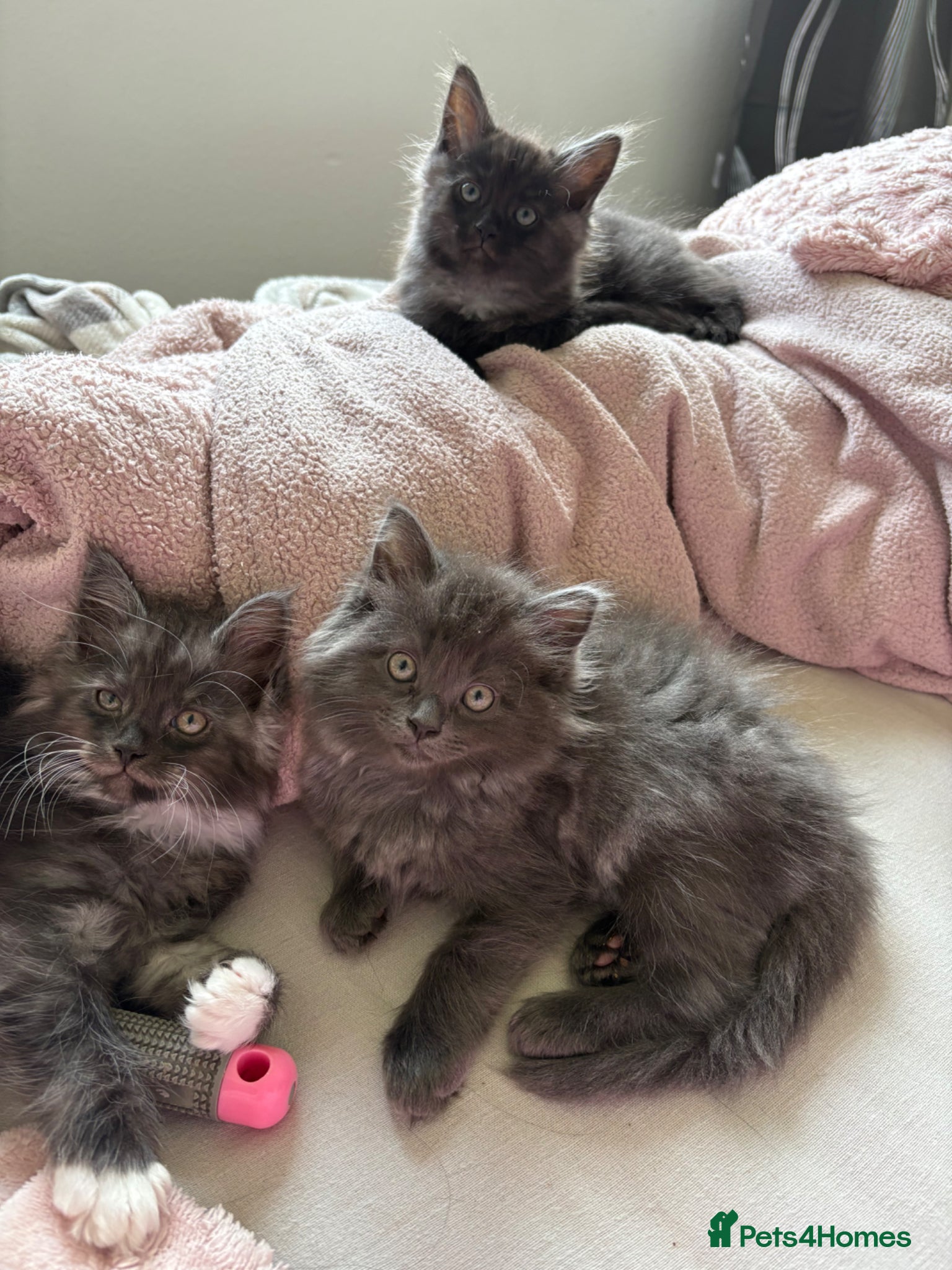 Maine Coon cats Mainecoon cross kittens ready now  - Advert 8