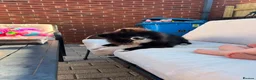 Pomeranian dogs for sale: Fluffy Pomeranian  - Advert 1