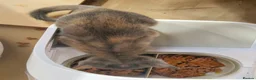 Burmese cats for sale: 2 Stunning Asian Kittens Available – Home reared - Advert 5