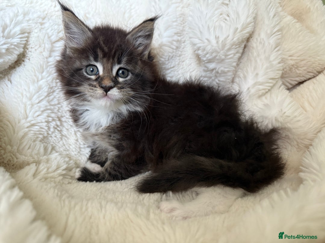 Maine Coon cats for stud: PROVEN/DNA CLEAR GCCF/TICA KING-SIZE STUD  in Dunfermline - Image 10