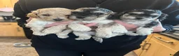 Cockapoo dogs for sale: Cockapoo Puppies  - Advert 2