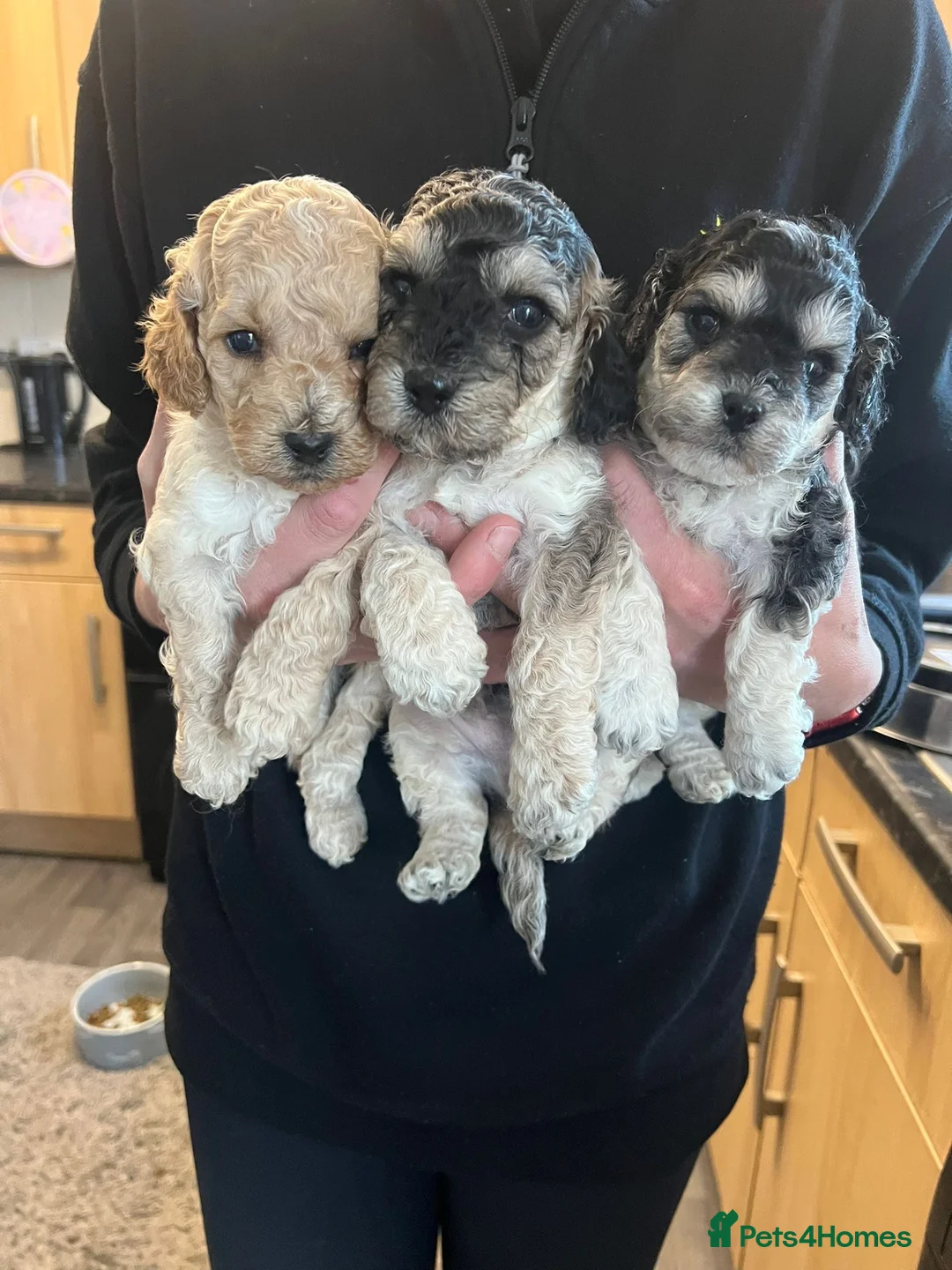 Cockapoo dogs for sale: Cockapoo Puppies  - Advert 2