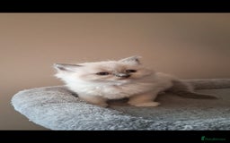 Ragdoll cats for sale: 2 female blue point ragdoll kittens  - Image 7