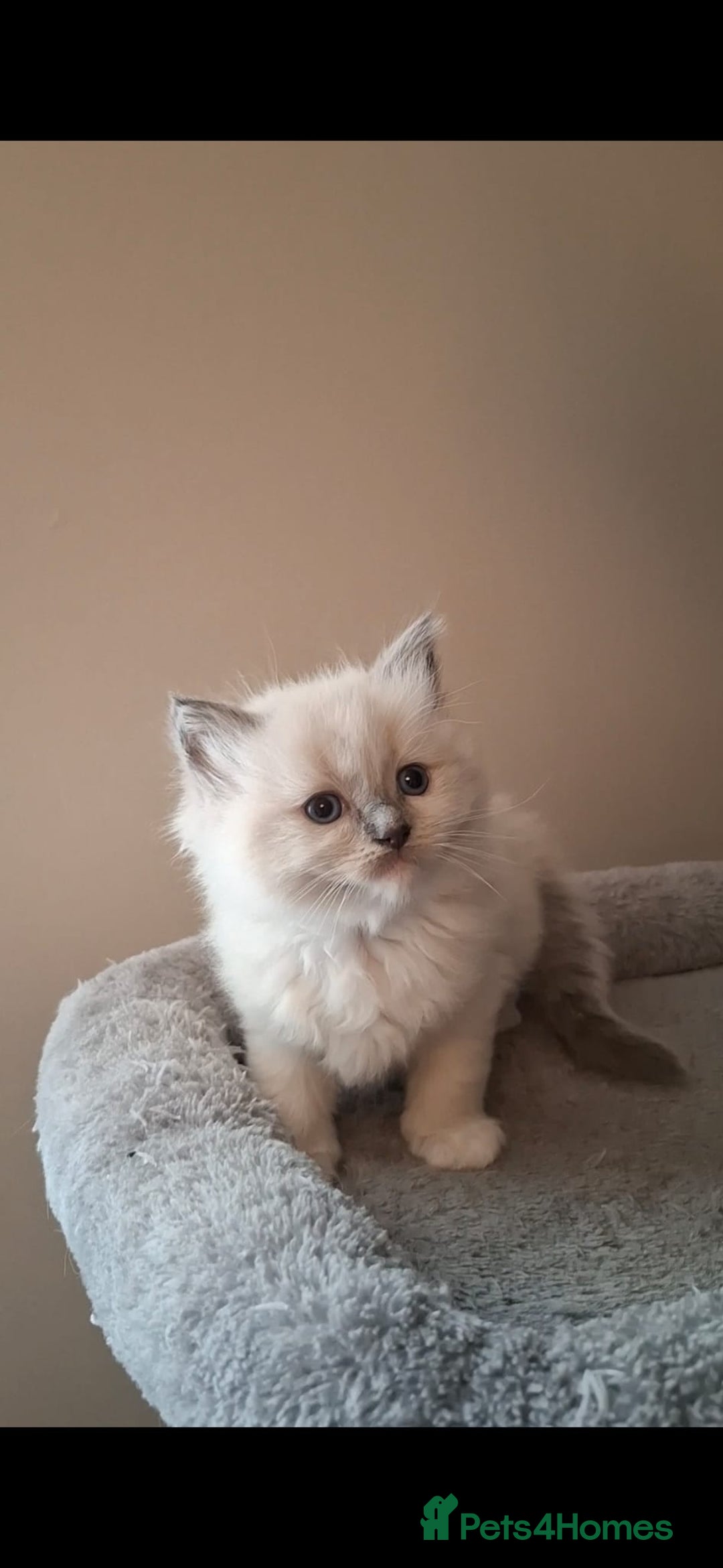 Ragdoll cats for sale: 2 female blue point ragdoll kittens  - Image 7