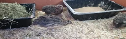 Quail poultry for sale: 7 week old coturnix quail - Advert 2