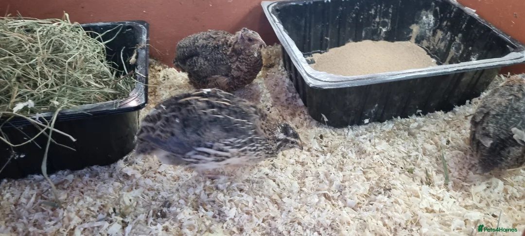 Quail poultry for sale: 7 week old coturnix quail - Advert 2