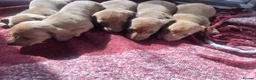 Dachshund dogs for sale: Gorgeous miniature daschunds  - Advert 5