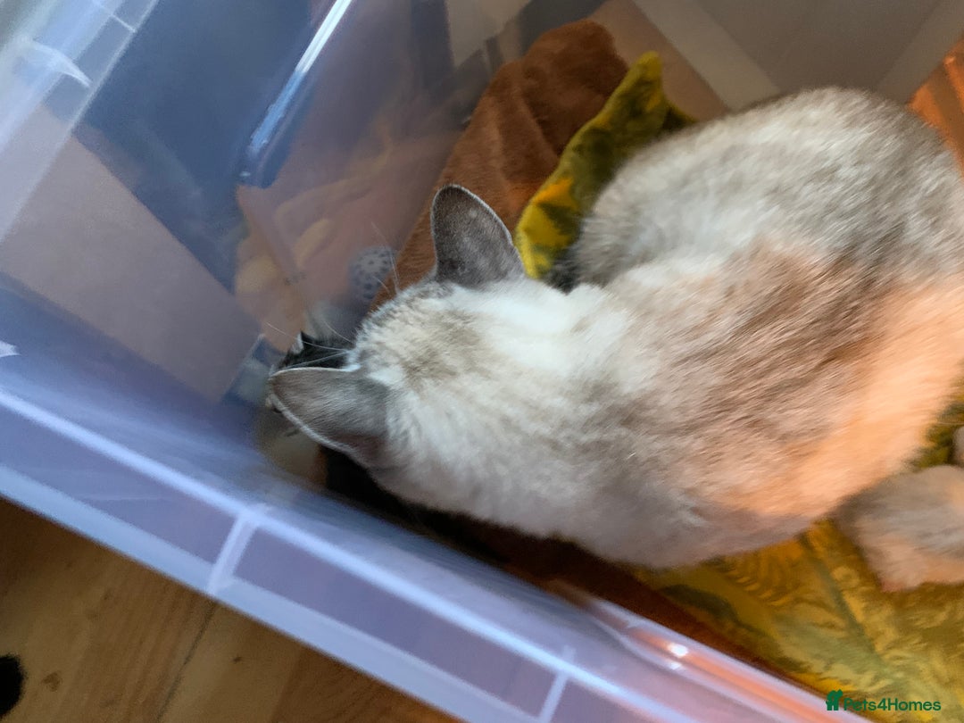 Siamese cats for sale: 🐾✨ White Siamese Maggir Became a Mum! ✨🐾 - Image 18