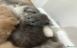 Maine Coon cats for sale: 3/4 maine coon kittens - Image 11